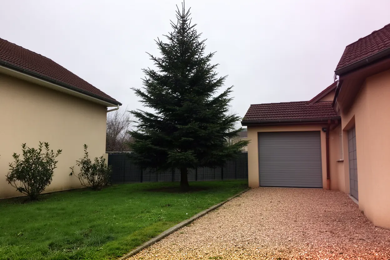 Sapin penché avant abattage à Pirey