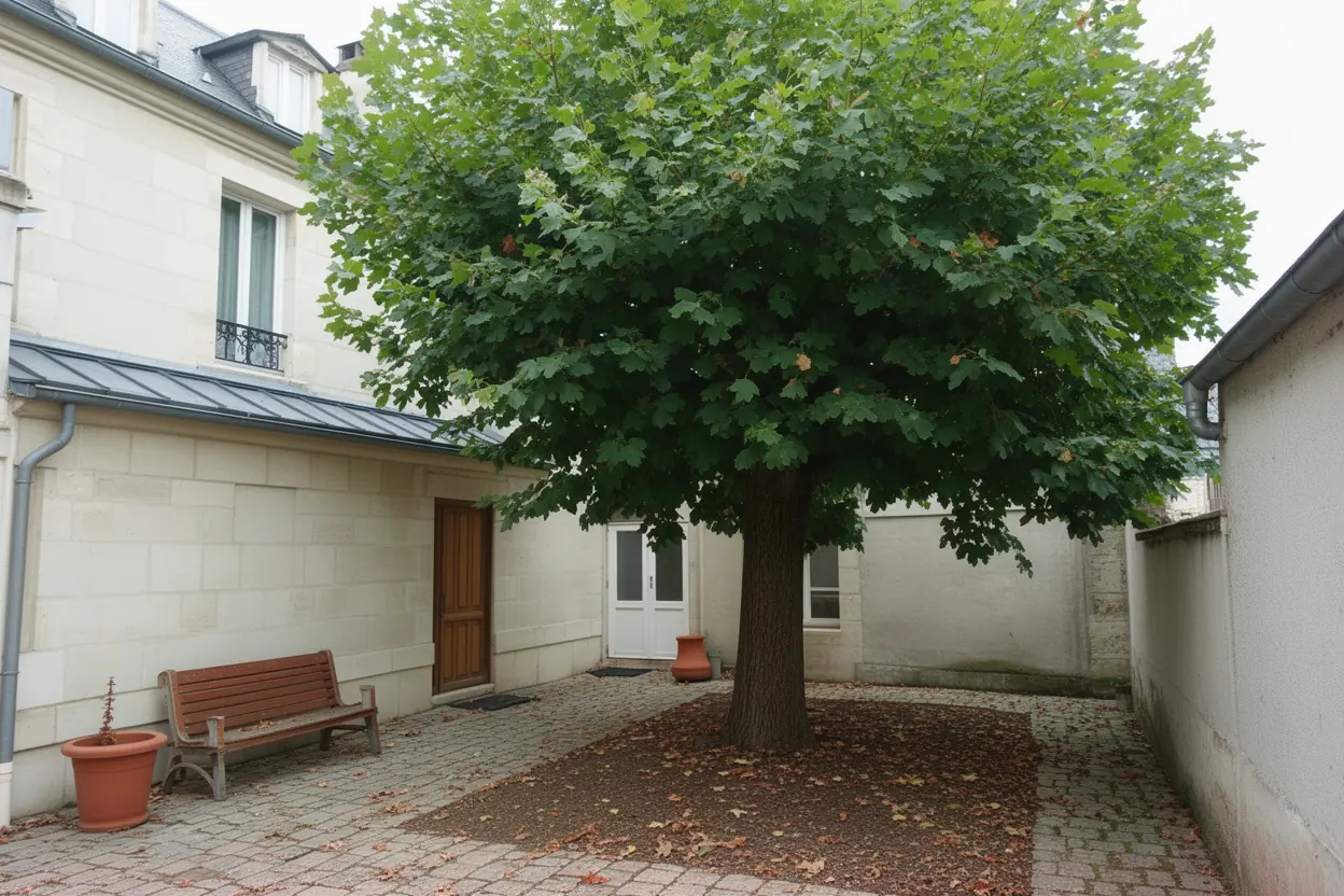 Tilleul sécurisé après taille douce à Besançon
